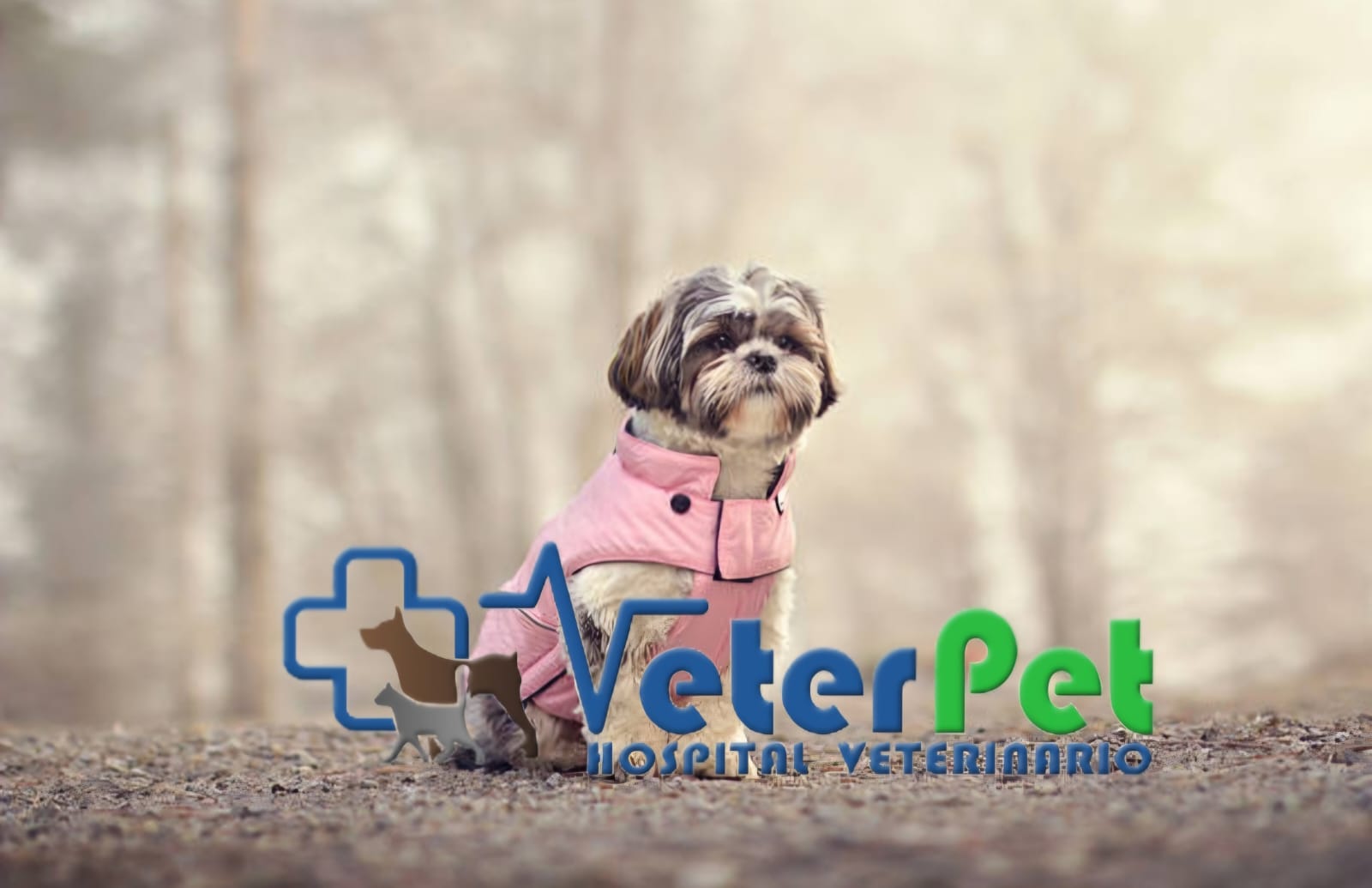 ¿Es recomendable abrigar al perro en época de frío? Ángel Osuna explica qué hacer ¿Es recomendable abrigar al perro en época de frío? Ángel Osuna explica qué hacer