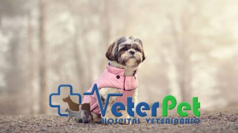 &iquest;Es recomendable abrigar al perro en &eacute;poca de fr&iacute;o? &Aacute;ngel Osuna explica qu&eacute; hacer