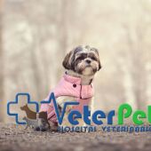 ¿Es recomendable abrigar al perro en época de frío? Ángel Osuna explica qué hacer