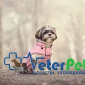 ¿Es recomendable abrigar al perro en época de frío? Ángel Osuna explica qué hacer ¿Es recomendable abrigar al perro en época de frío? Ángel Osuna explica qué hacer