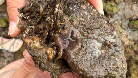 Postenterogonia orbicularis