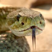 Serpiente