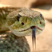 Serpiente Serpiente