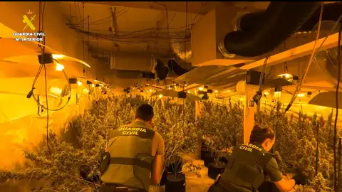 Cinco detenidos por laboratorios de cultivo de marihuana en Cabanes Cinco detenidos por laboratorios de cultivo de marihuana en Cabanes