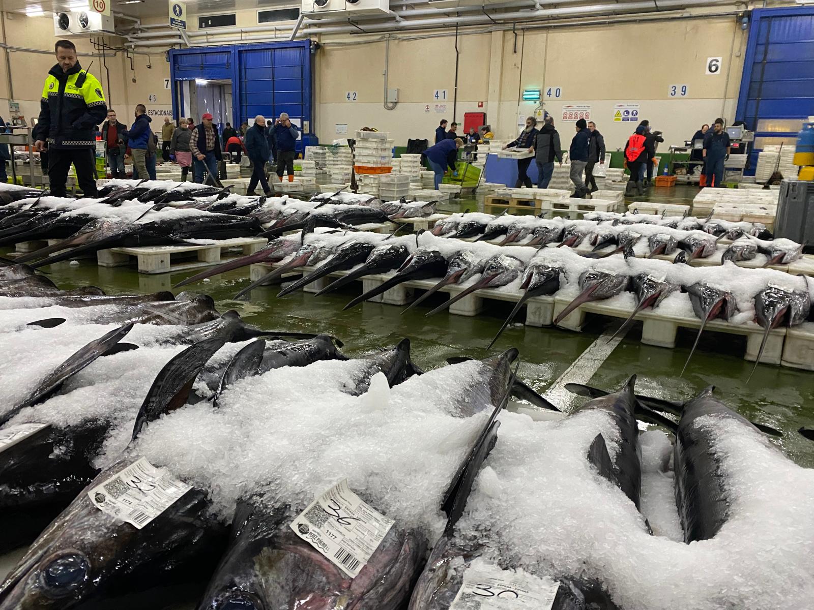 El puerto de Vigo bate el récord de descarga de pescado en este 2024 El puerto de Vigo bate el récord de descarga de pescado en este 2024