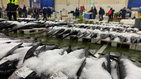 El puerto de Vigo bate el r&eacute;cord de descarga de pescado en este 2024 