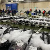 El puerto de Vigo bate el récord de descarga de pescado en este 2024 El puerto de Vigo bate el récord de descarga de pescado en este 2024