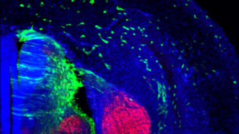 El Instituto de Neurociencias de la UMH de Elche colidera un estudio que abre a puerta a tratamientos en enfermedades genéticas congénitas.