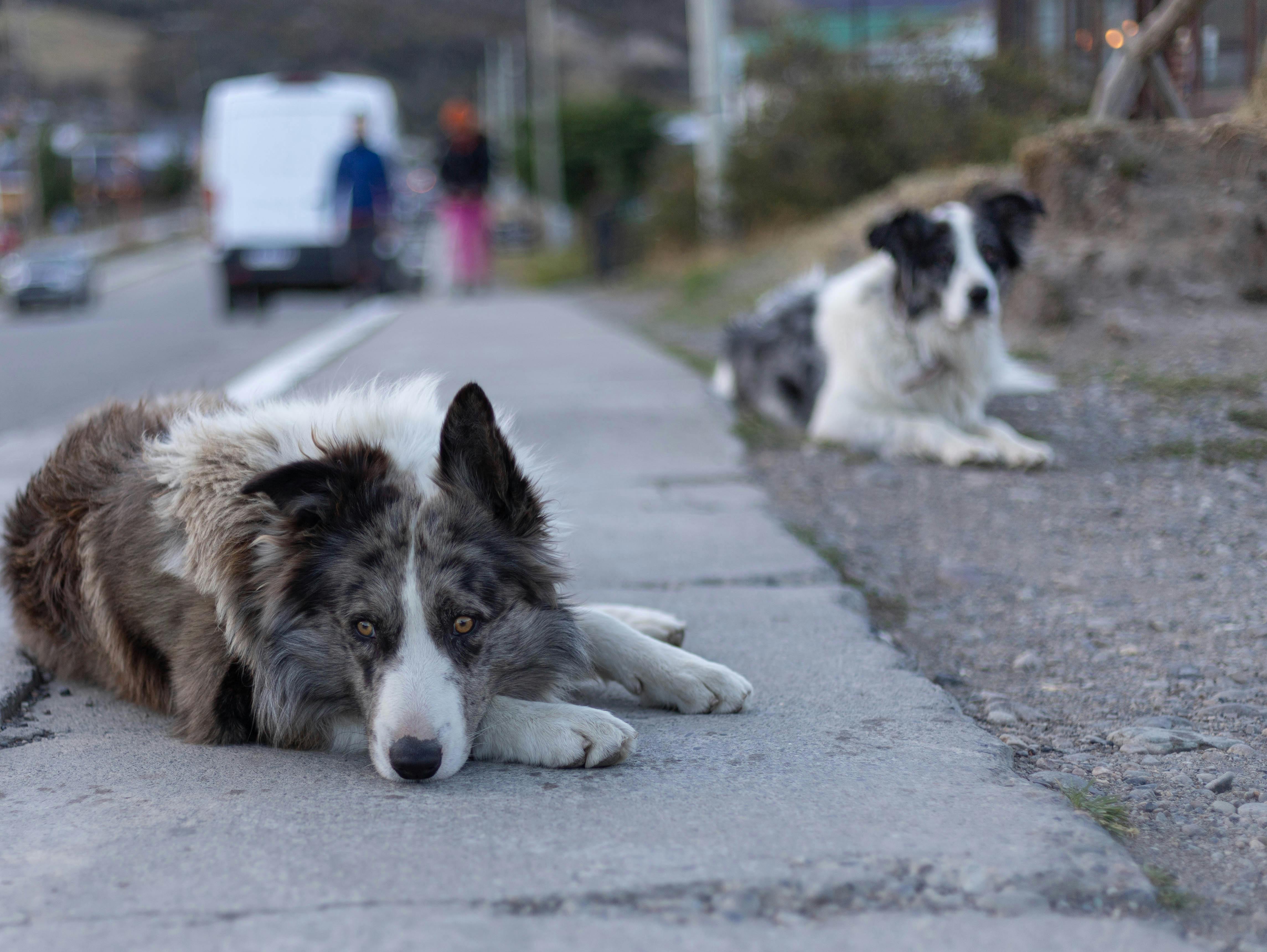 Denuncian la matanza violenta de perros callejeros en Marruecos por el Mundial 2030 Denuncian la matanza violenta de perros callejeros en Marruecos por el Mundial 2030