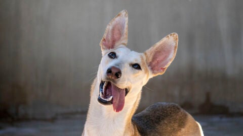 DESFILE DE PERROS ABANDONADOS