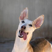 DESFILE DE PERROS ABANDONADOS