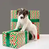 El Colegio de Veterinarios ha presentado la campaña de Navidad El Colegio de Veterinarios ha presentado la campaña de Navidad