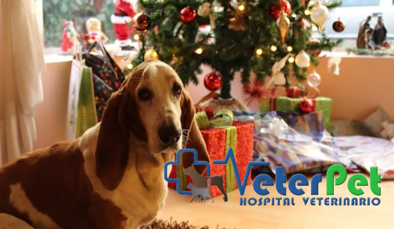 Guía para convivir en casa con tu perro esta Navidad. Las claves del adiestrador Ángel Osuna Guía para convivir en casa con tu perro esta Navidad. Las claves del adiestrador Ángel Osuna