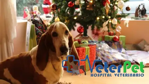 Los perros podrán elegir su propio juguete gracias a la inteligencia artificial Los perros podrán elegir su propio juguete gracias a la inteligencia artificial