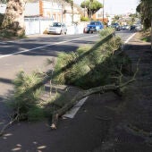 Imagen de ramas caídas tras el paso de la borrasca Dorothea por Canarias. La Laguna, Tenerife