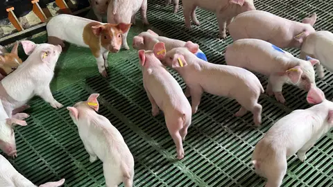 sector porcino Aranceles sector porcino