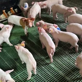 sector porcino sector porcino