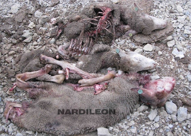 Por los ataques de lobos Por los ataques de lobos