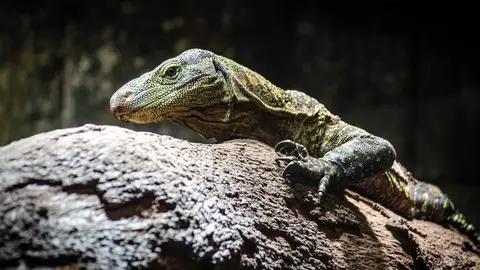 Bioparc Fuengirola lidera el traslado de varanos cocodrilos desde Honolulu para el programa de conservación europeo Bioparc