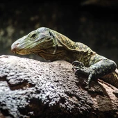 Bioparc Fuengirola lidera el traslado de varanos cocodrilos desde Honolulu para el programa de conservación europeo Bioparc Fuengirola lidera el traslado de varanos cocodrilos desde Honolulu para el programa de conservación europeo