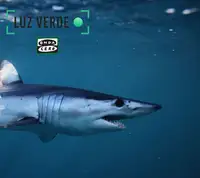 Tiburón Mako Tiburón Mako
