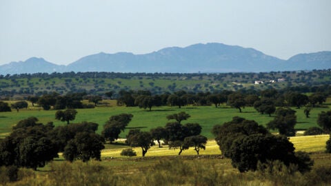 Dehesa en Los Pedroches