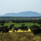 Dehesa en Los Pedroches