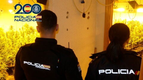 La Polic&iacute;a Nacional detiene a dos hombres por cultivas marihuana en Elda y Petrer.