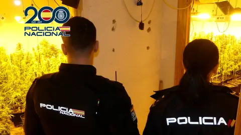 La Policía Nacional detiene a dos hombres por cultivas marihuana en Elda y Petrer. La Policía Nacional detiene a dos hombres por cultivas marihuana en Elda y Petrer.