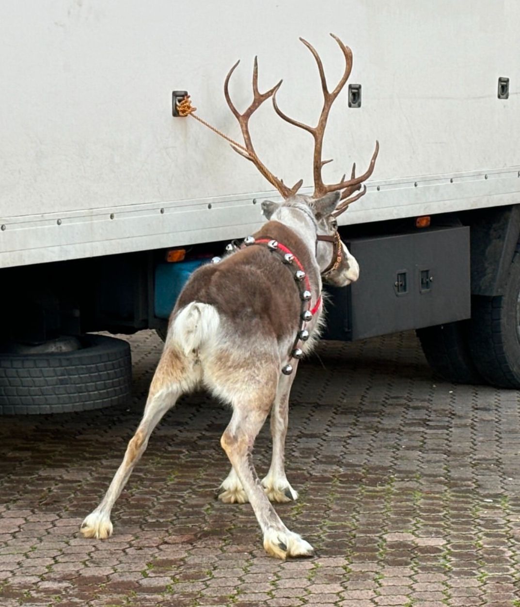 El PSOE de Santander exige que no se usen renos o dromedarios en la Cabalgata de Reyes El PSOE de Santander exige que no se usen renos o dromedarios en la Cabalgata de Reyes