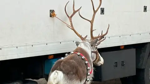 Reno en la Cabalgata de Reyes de Santander Reno en la Cabalgata de Reyes de Santander