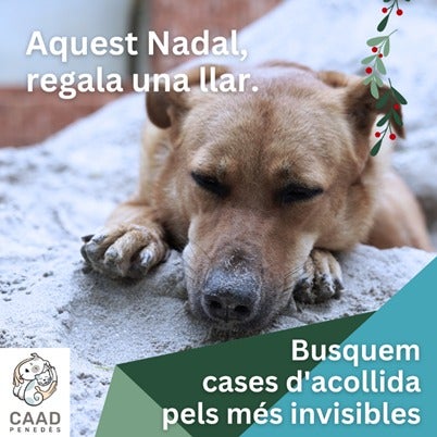 El CAAD Penedès fa una crida urgent per trobar llars temporals per a gossos i gats vulnerables aquest hivern El CAAD Penedès fa una crida urgent per trobar llars temporals per a gossos i gats vulnerables aquest hivern