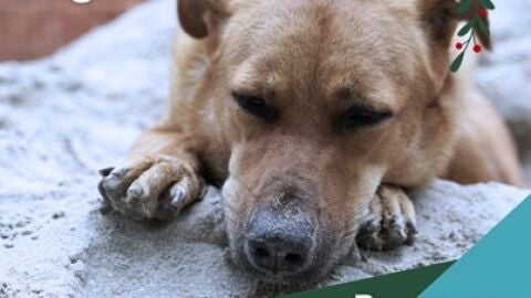 CAAD Pened&egrave;s-Garraf