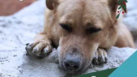 CAAD Penedès-Garraf CAAD Penedès-Garraf