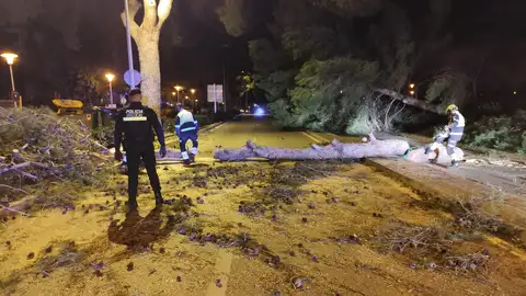 Incidencias en Calvià por el temporal de viento Incidencias en Calvià por el temporal de viento