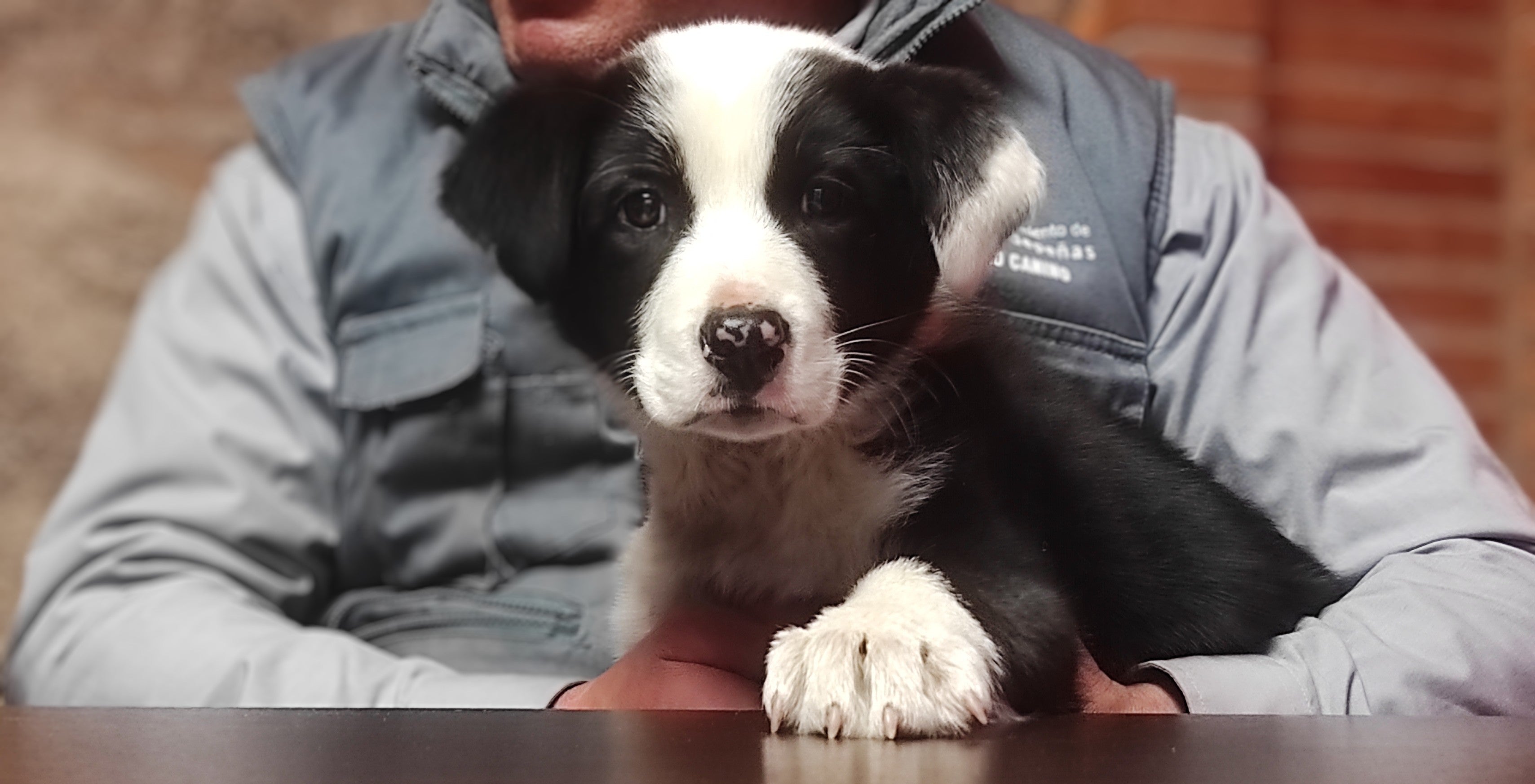 Adoptar en el Centro Municipal Canino de Valdepeñas, una segunda oportunidad para perros abandonados Adoptar en el Centro Municipal Canino de Valdepeñas, una segunda oportunidad para perros abandonados