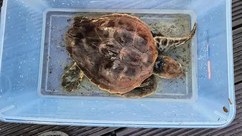 Ejemplar de tortuga boba herido que ha sido rescatado en el Caló des Moro (Sant Antoni de Portmany) Ejemplar de tortuga boba herido que ha sido rescatado en el Caló des Moro (Sant Antoni de Portmany)