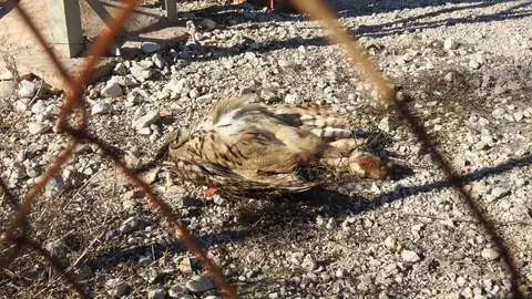 Ejemplar de búho muerto junto a una torre eléctrica Ejemplar de búho muerto junto a una torre eléctrica