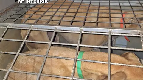 Investigadas cuatro personas por caza furtiva con galgos en Llerena Investigadas cuatro personas por caza furtiva con galgos en Llerena