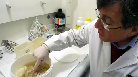 Fallece el profesor Ricardo Insausti, referente internacional en la investigación del alzhéimer Fallece el profesor Ricardo Insausti, referente internacional en la investigación del alzhéimer