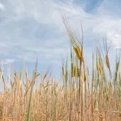 COAG Extremadura califica de "casi normal" el año agrario en la región en cuanto a producción COAG Extremadura califica de "casi normal" el año agrario en la región en cuanto a producción