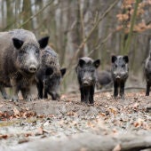Una familia de jabalíes paseando por el monte