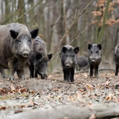 Una familia de jabalíes paseando por el monte Una familia de jabalíes paseando por el monte