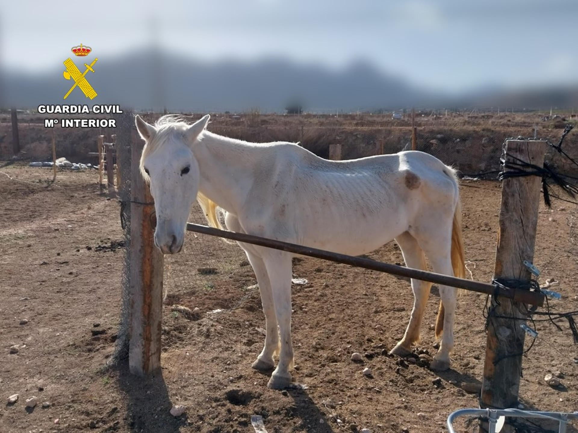 El Seprona de Monóvar pone a disposición judicial a un hombre y una mujer en cuya finca había cadáveres de cuatro caballos El Seprona de Monóvar pone a disposición judicial a un hombre y una mujer en cuya finca había cadáveres de cuatro caballos
