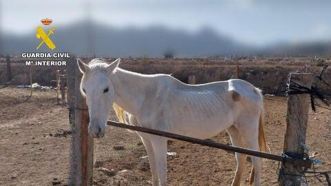 Uno de los caballos con vida encontrados en la finca inspeccionada por agentes del Seprona.