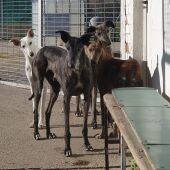 La Asociación para la Defensa de los Animales atiende más de 40 perros y gatos abandonados 