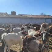 Cabras raza Florida. Ganadería José García de Mateos Cabras raza Florida. Ganadería José García de Mateos