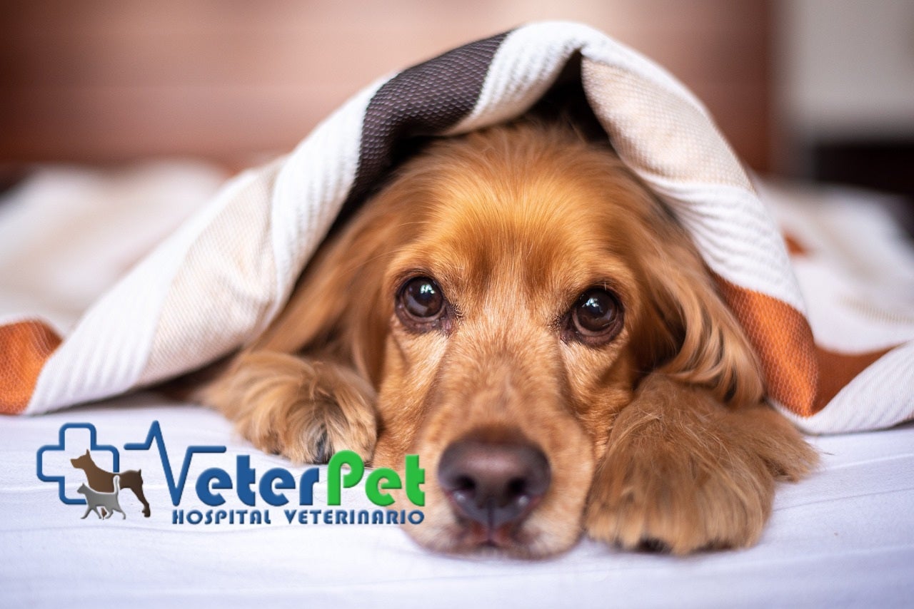 Ángel Osuna nos ayuda a prevenir, detectar y paliar el miedo de nuestro perro al estruendo de la pirotecnia Ángel Osuna nos ayuda a prevenir, detectar y paliar el miedo de nuestro perro al estruendo de la pirotecnia