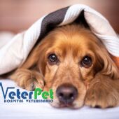 Hoy aprendemos a detectar las señales que expresan miedo en nuestro perro