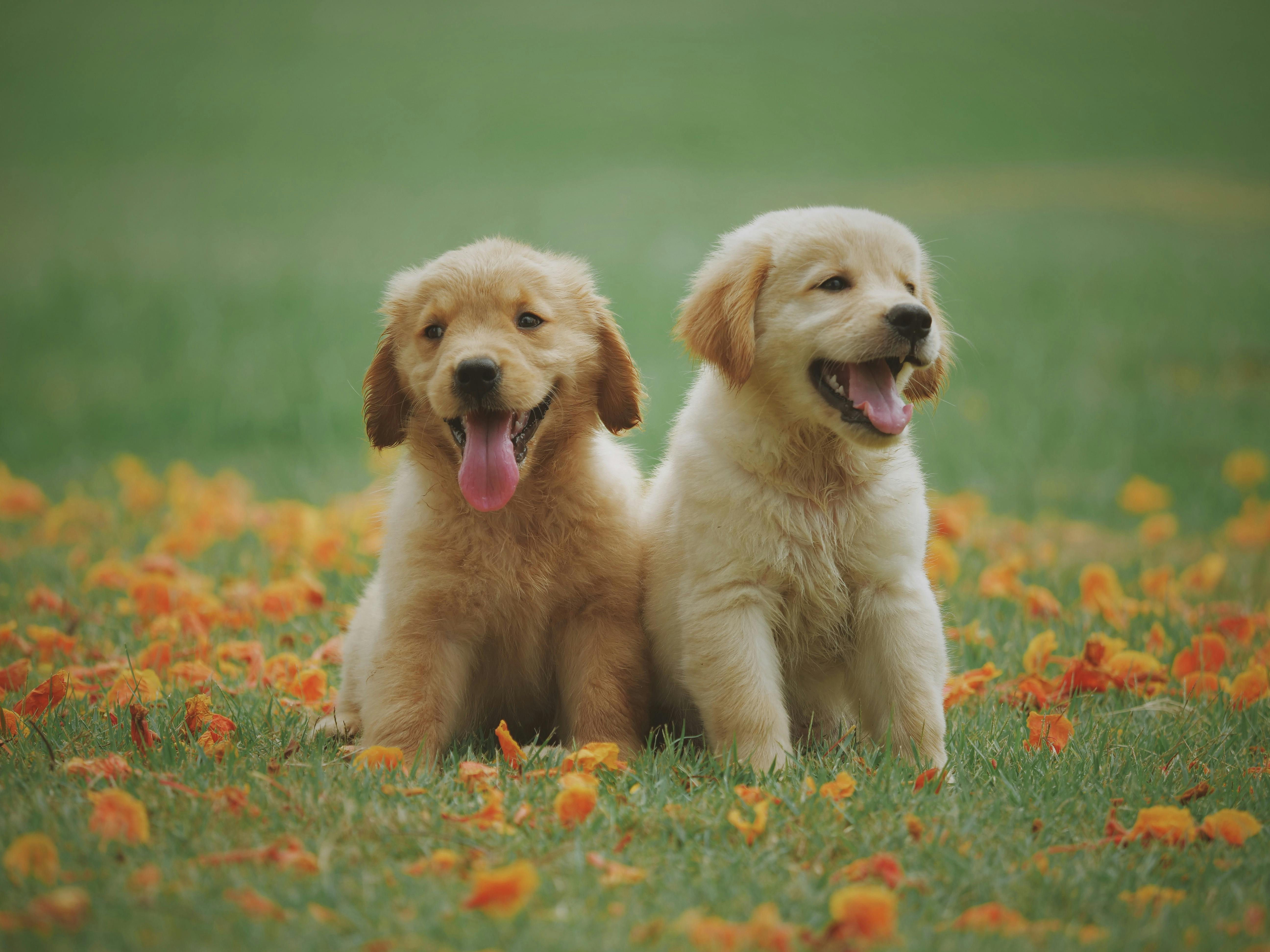La cantidad que debes pagar en 2025 si tienes perro por la Ley de Bienestar Animal La cantidad que debes pagar en 2025 si tienes perro por la Ley de Bienestar Animal